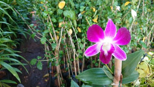 Close-up of flower blooming outdoors