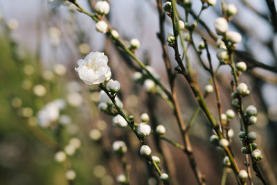 Close-up of fresh flowers blooming on tree