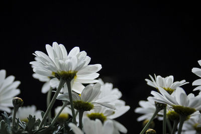 Close-up of white flowers against black background