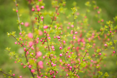Close-up of pink flowering plants on field