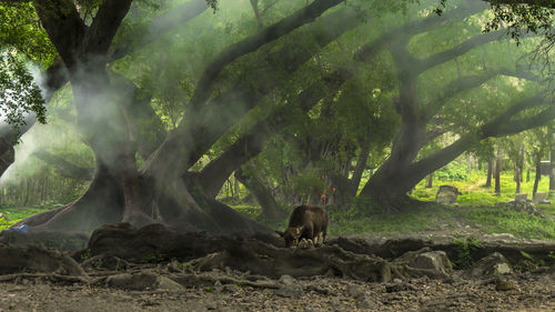 Buffalo in forest mist 