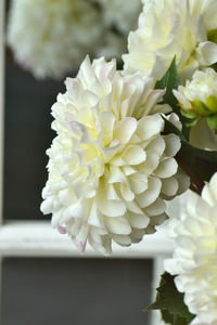 Close-up of white rose