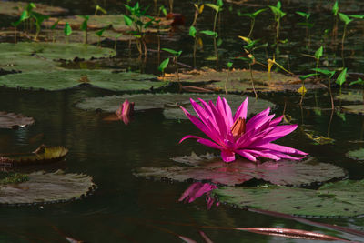 Lotus water lily in lake