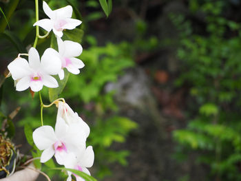 Close-up of pink flowers blooming outdoors