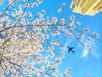 Low angle view of tree against blue sky