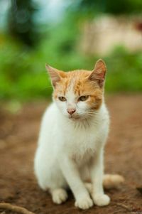 Cat looking away
