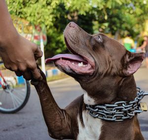 Close-up of person with dog