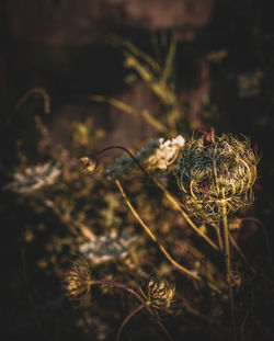 Close-up of dried plant on field