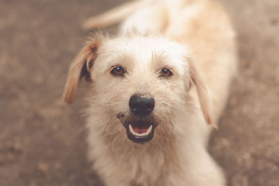 Close-up portrait of dog