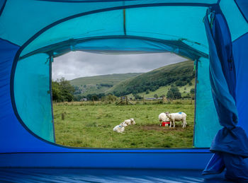 View from a tent on sheep in english countryside