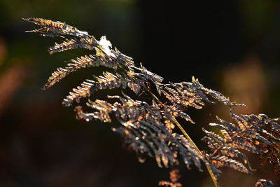 Close-up of leaves on tree during winter