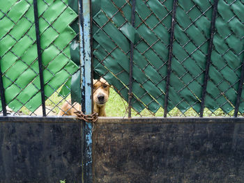 Close-up of dog seen through chainlink fence