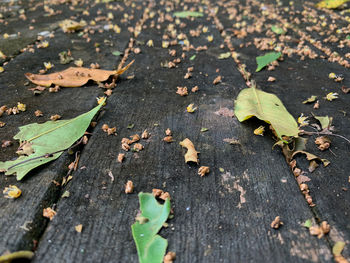 High angle view of dry leaves on wood
