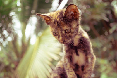 Cat looking away