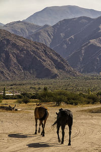 Horses grazing on field against mountains