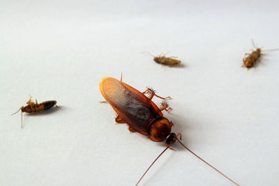 Close-up of insect on white background