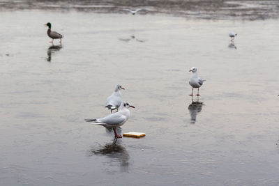 Seagulls perching on a frozen lake in the winter months 