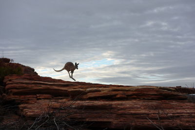 Dog standing on rock