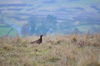 Side view of a bird on field