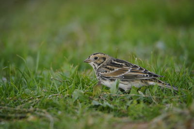 Bird perching on a grass