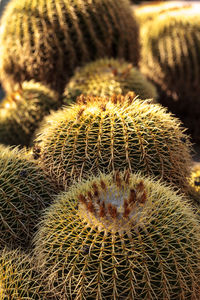 Close-up of cactus