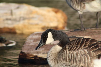 Side view of two birds in water