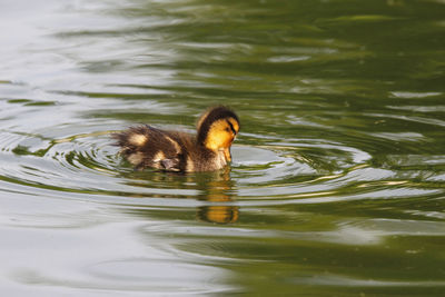 Duckling swimming in lake and looking in water