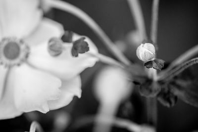 Close-up of flowering plant