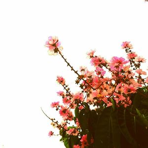 Low angle view of pink flowers against clear sky