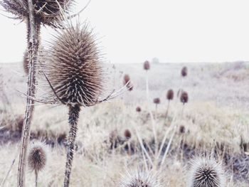 Close-up of thistle on field against sky