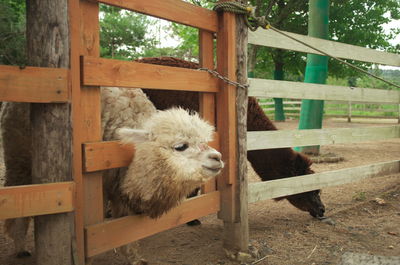 View of an animal in pen