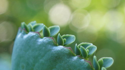 Close-up of berries growing on plant