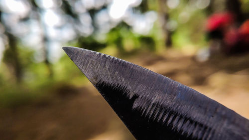 Close-up of feather on wood