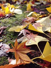 Close-up of leaves on ground