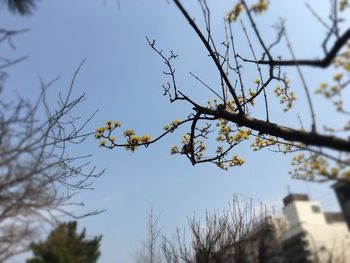 Low angle view of trees against clear sky