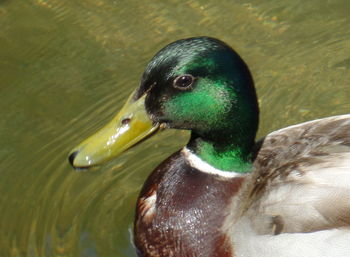 Close-up of two birds in water