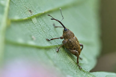 Close-up of insect on leaf