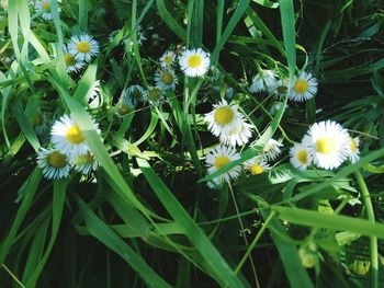 White flowers blooming in grass