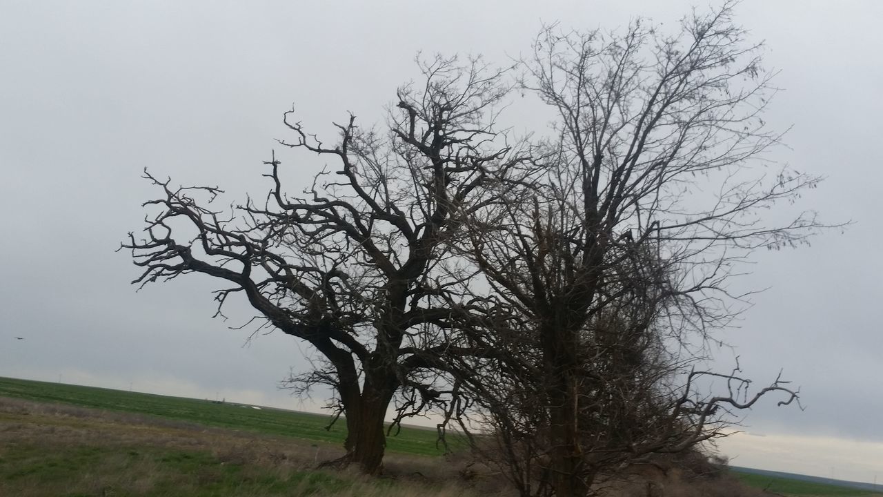 BARE TREES ON FIELD AGAINST SKY