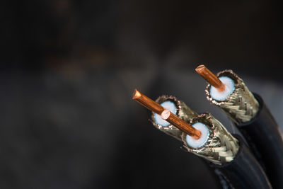 Close-up of snake