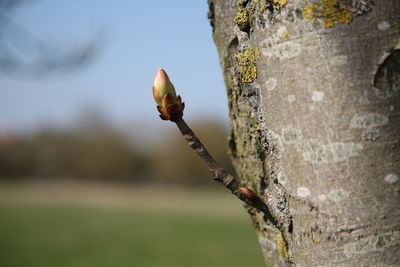 Close-up of tree trunk