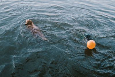 High angle view of dog and balloon in sea