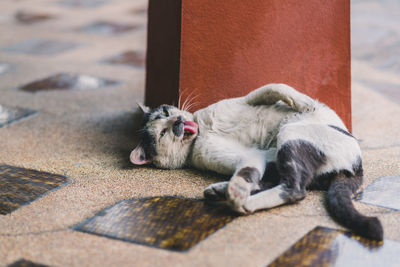 High angle view of cat sleeping on footpath