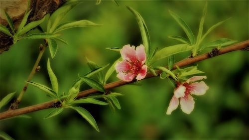 Close-up of pink flowers blooming outdoors