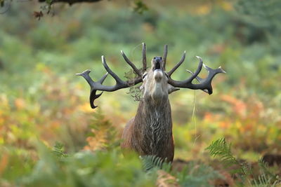 A red deer stag bellowing during the rut