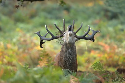 Close-up of deer on land