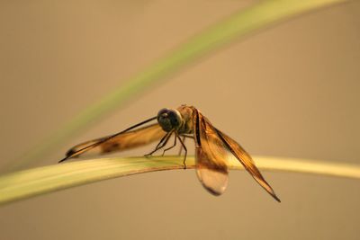 Close-up of insect