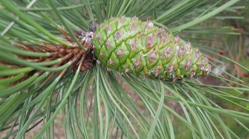 Close-up of plant