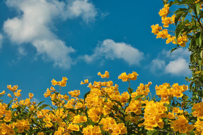 Low angle view of yellow flowering plants against cloudy sky