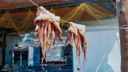 Close-up of fish hanging on clothesline